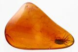 Detailed Fossil Molting Aphid (Aphidoidea) Nymph in Baltic Amber #362664-2
